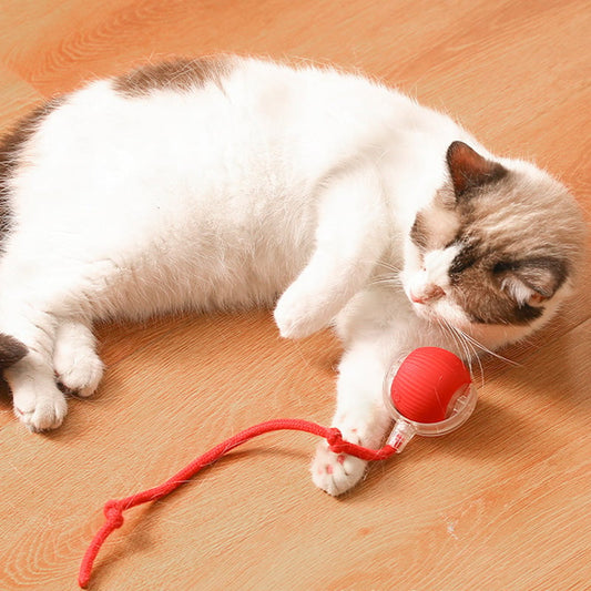 🐱🎁Neue heiße Verkäufe🐶Intelligenter automatischer rollender Haustierball